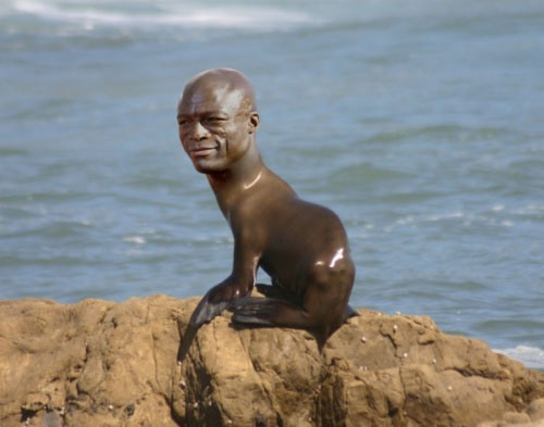 funny-Seal-animal-singer-head